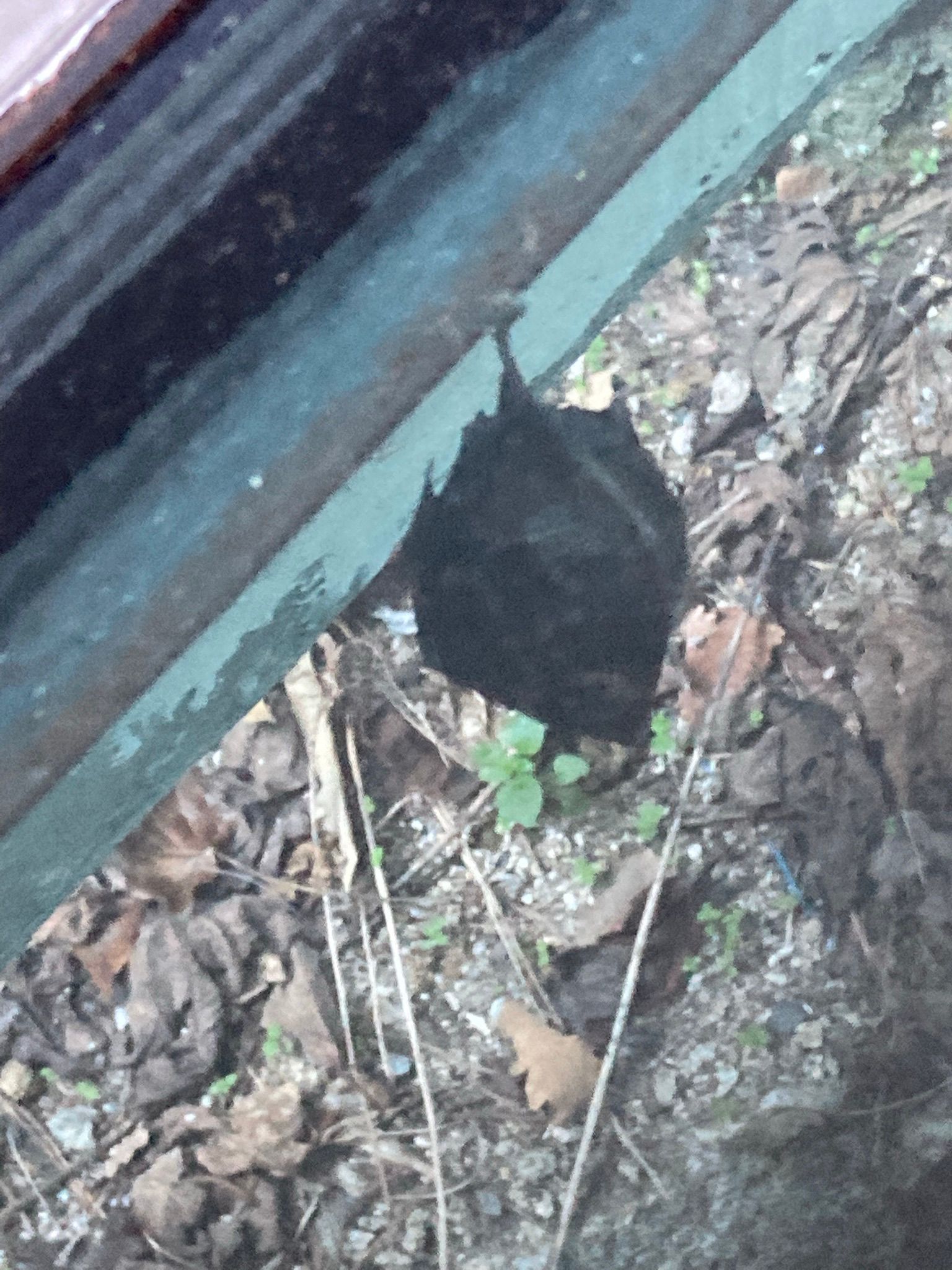 a living fossil, and think how